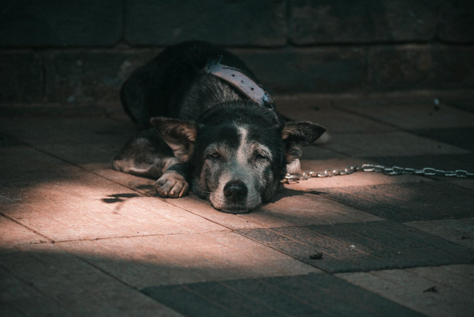 Food & Shelter to stray / abandoned